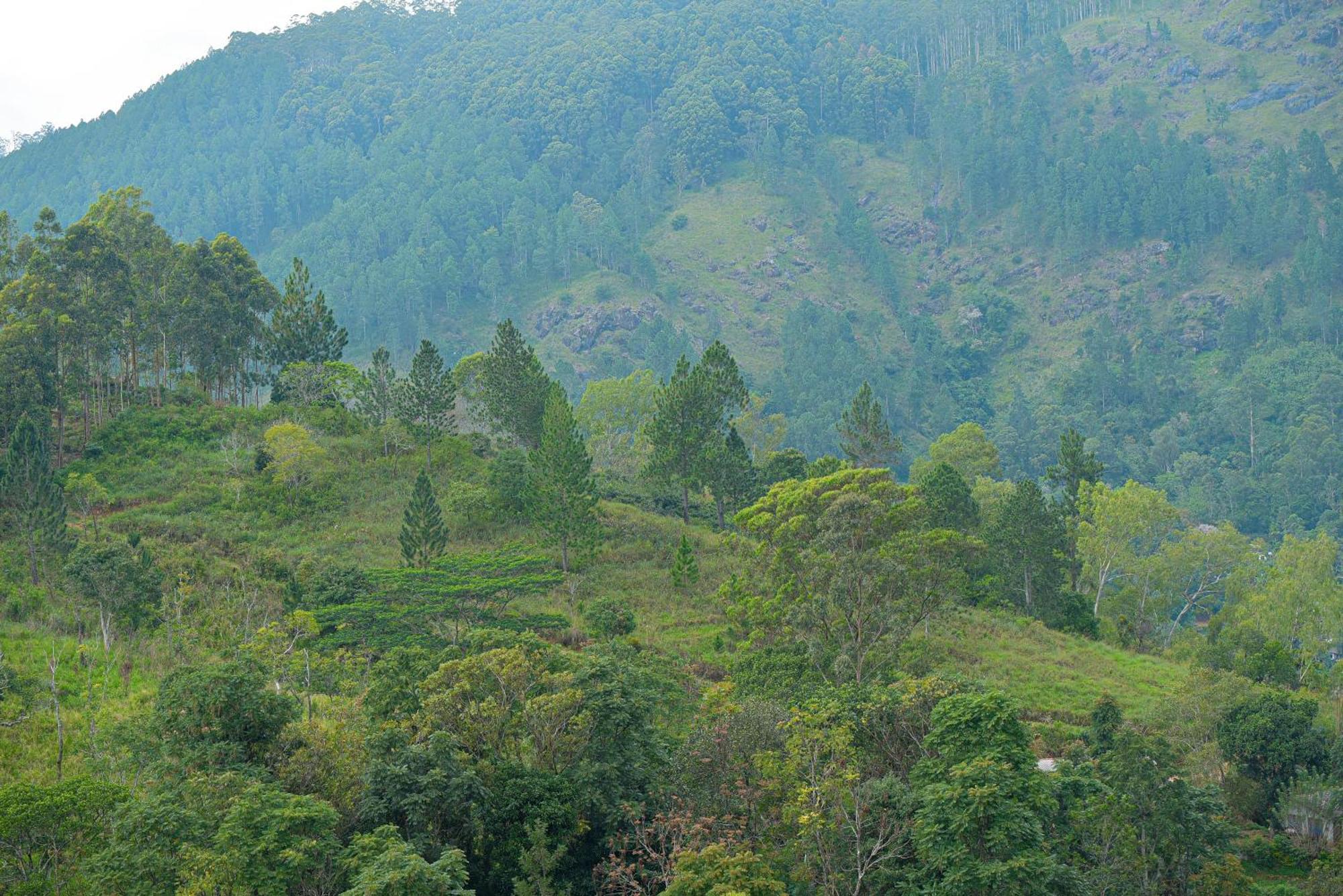 Tea Hills Ella Otel Dış mekan fotoğraf